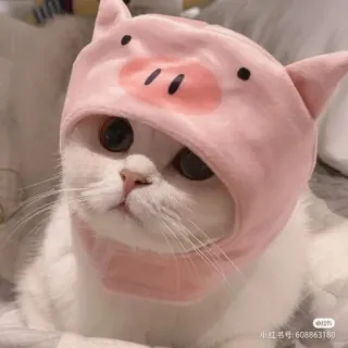 🐷 608863180 gato, animal de estimação, fofo, animal, chapéu de porco telegram sticker