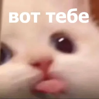 😛 ВОТ тебе แมว, มีม, ตลก, สัตว์, สติกเกอร์, รัสเซีย telegram sticker