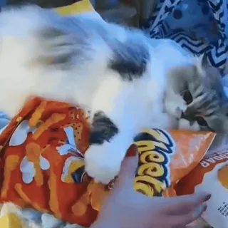 🧶 gato, Cheetos, snack, lindo, mascota, animal whatsapp sticker