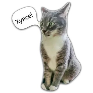 🙀 Хуясе! Katze, Russisch, Meme, Anstößig telegram sticker
