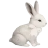 🐰