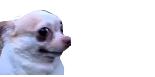 😅 chihuahua, dog, pet, animal, scared, meme telegram sticker