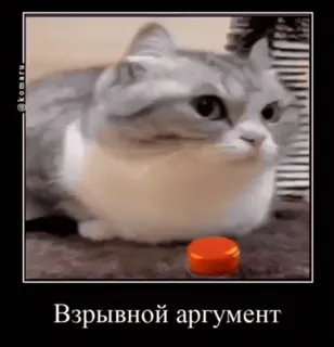 🥵 Взрывной аргумент gatto, pulsante, meme, discussione, esplosione, umorismo telegram sticker