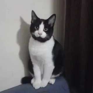 😐 chat, animal de compagnie, animal, chat tuxedo, noir et blanc telegram sticker