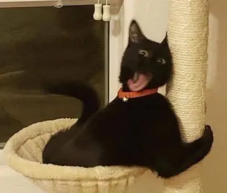 😝 chat, chat noir, animal, animal de compagnie, arbre à chat, drôle, mème telegram sticker