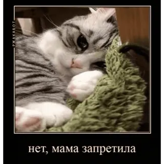 🤿 нет, мама запретила chat, mème, russe, drôle, animal telegram sticker