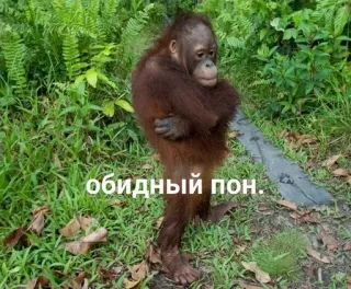 😕 обидный пон. orangutan, ape, animal, sad, funny telegram sticker