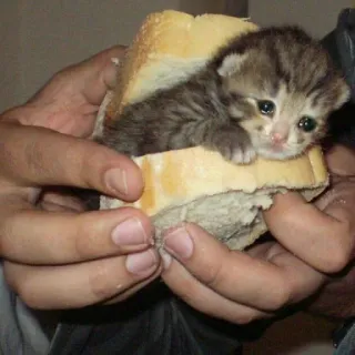 💧 Kätzchen, Katze, Brot, Tier, Sandwich telegram sticker
