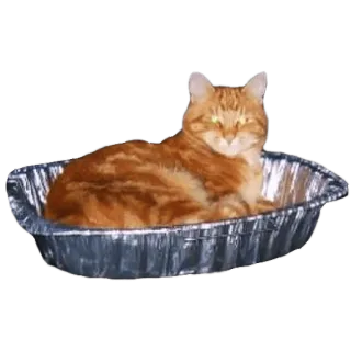 🥧 cat, animal, pet, feline, orange, tin foil, aluminum, container telegram sticker