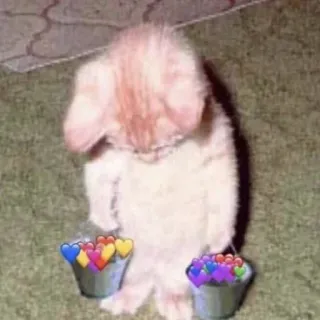 😖 cat, hearts, sad, cute, animal, bucket, emoji telegram sticker