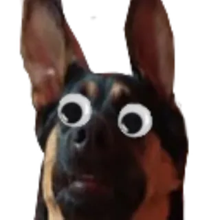 😳 dog, googly eyes, animal, funny telegram sticker