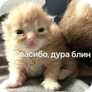 🐱 Спасибо, дура блин whatsapp sticker
