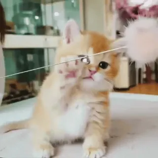 🐈 anak kucing, kucing, hewan, hewan peliharaan, imut, ceria, anak kucing jahe, kucing muda whatsapp sticker
