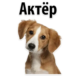😕 Актёр dog, actor, cute, russian, pet, animal telegram sticker