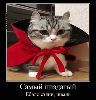 🌟 Самый пиздатый
Ебало стяни, шваль mèo, ma cà rồng, áo choàng, hài hước, xúc phạm, meme whatsapp sticker