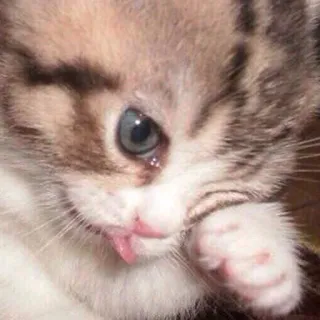 😢 kitten, cat, cute, animal, pet, licking telegram sticker