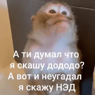 🌟 А ти думал что
я скашу дододо?
А вот и неугадал
Я скажу НЭД singe, mème, animal, drôle, texte whatsapp sticker