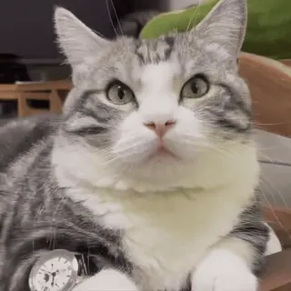 ๐ผ kat, dier, huiskat, huisdier, katachtige, grijs-witte kat telegram sticker