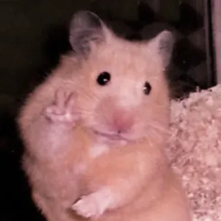 🤏 hamster, animal, peace, fingers, cute telegram sticker