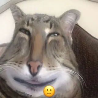 🙂 @catweghoontertext Katze, Meme, Lustig, Tier, Humor, Haustier telegram sticker