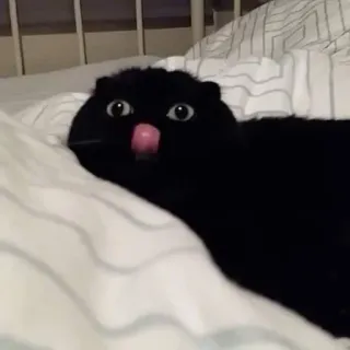 🥰 cat, black cat, licking, animal, pet telegram sticker