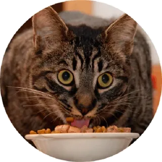 😛 chat, manger, animal de compagnie, animal, nourriture, gamelle telegram sticker