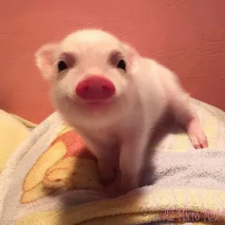 🐷 prosiaczek, słodki, zwierzę, mała świnka, zwierzę gospodarskie, różowa świnka telegram sticker