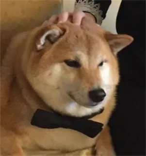 🤵 chien, shiba inu, animal de compagnie, animal, nœud papillon, mignon, doge, mème telegram sticker