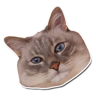 😐 кот, животное, питомец, стикер, голубые глаза, млекопитающее telegram sticker
