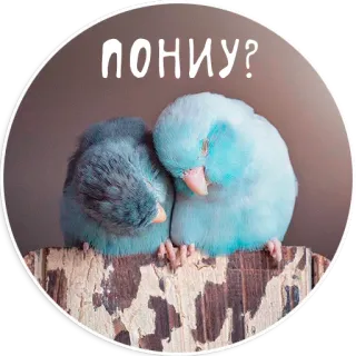 ❓ ПОНИ? oiseaux, perruches, mignon, animaux, bleu, animal de compagnie telegram sticker