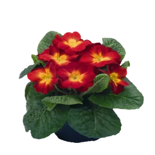 🌺 Blume, rot, gelb, Pflanze, Natur telegram sticker