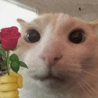 ❤️ Katze, Rose, Blume, Meme, Süß, Tier whatsapp sticker
