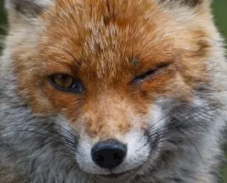 😉 raposa, animal, vida selvagem, mamífero, natureza, raposa vermelha telegram sticker