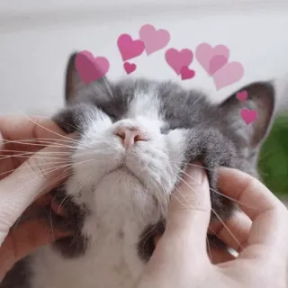 ⚡️ gato, mascota, amor, corazones, lindo, animal doméstico telegram sticker
