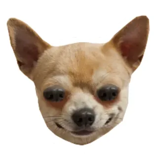👽 강아지, 치와와, 동물, 애완동물, 귀여운, 밈 telegram sticker