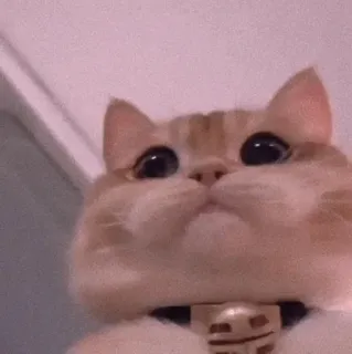 🍡 chat, animal, animal de compagnie, mignon, chaton, chat domestique, chat tigré whatsapp sticker