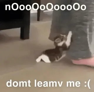 😭 nOooooOOOOooooOo
domt leamv me :( Katze, traurig, Tier, Haustier, Kätzchen, süß telegram sticker