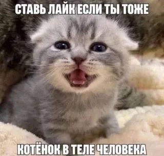 😇 СТАВЬ ЛАЙК ЕСЛИ ТЫ ТОЖЕ
КОТЁНОК В ТЕЛЕ ЧЕЛОВЕКА cat, kitten, like, animal, meme, funny telegram sticker