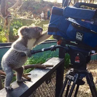 🐨 koala, camera, animal, wildlife, nature, mammal telegram sticker