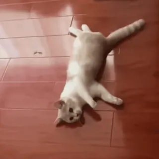 🤩 gato, animal, mascota, lindo, doméstico, felino whatsapp sticker