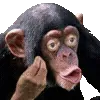 Хомяк в шляпи by VI telegram emojis 🐒
