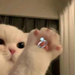 💍 Katze, Ring, Diamant, Verlobung, Heiratsantrag, Tier, süß whatsapp sticker