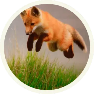 😐 vos, dier, wildlife, natuur, springen, gras telegram sticker