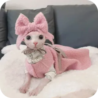 🤲 猫, スフィンクス猫, ペット, 可愛い, 動物, ピンク, リボン, ドレスアップ whatsapp sticker