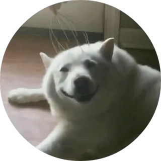 😂 dog, cute, happy, animal, white, pet, smiling telegram sticker