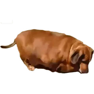 😢 cane, animale, marrone, animale domestico telegram sticker