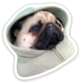 😎 dog, pug, hoodie, cute, animal, pet telegram sticker
