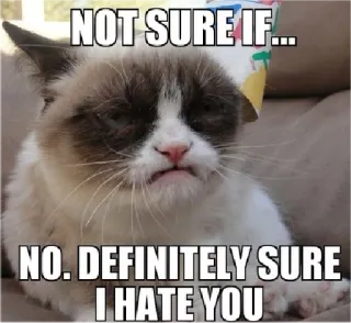 real cat whatsapp stickers