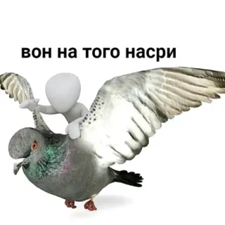 🕊 вон на того насри pigeon, bird, funny, joke, meme whatsapp sticker