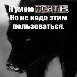 🐺 Я умею сосать
Но не надо этим пользоваться. loup, loup noir, humour, russe, offensant telegram sticker